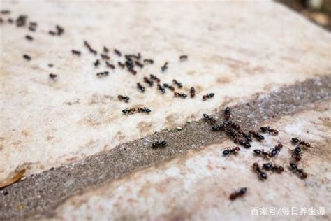 家中出現螞蟻 詛咒的方法